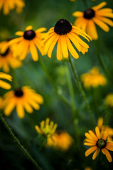 Black Eyed Susan