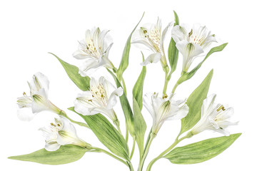 Alstroemeria