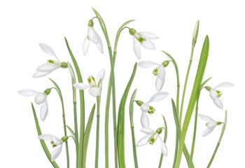 Snowdrops