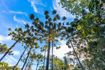 Campos do Jordao, Brazil. Araucari tree, very tipical in the city