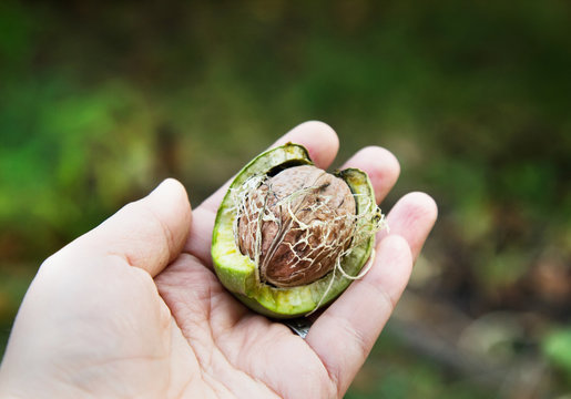 Ripe Walnut On Woman's Hand