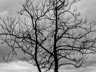 Tree silhuette black and white