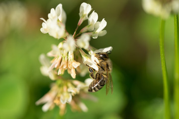 One bee on the white clover flower