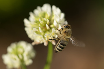 One bee on the white clover flower