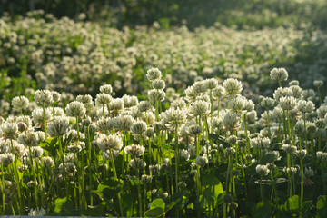 The field of blooming white clover in the evening sunlight