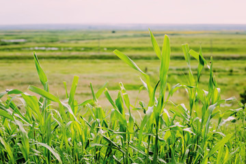 Outdoor countryside meadow grass nature. Rural grass field landscape.