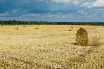 Fototapeta premium stack of wheat straw during harvesting. Agricultural field. Rolls of haystacks