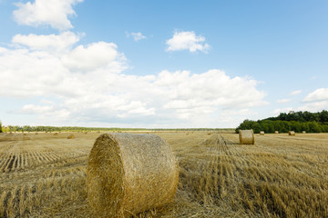 Fototapeta premium stack of wheat straw during harvesting. Agricultural field. Rolls of haystacks