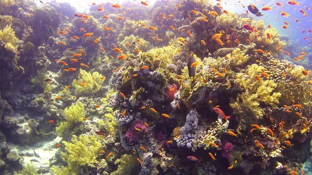 Tropical Fish on Vibrant Coral Reef, underwater scene
