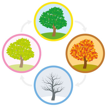 Tree throughout the course of a year with different foliage in typical colors and shades - spring, summer, autumn and winter arranged in a circle. Vector illustration.