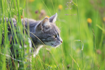 Fototapeta premium ładny pasiasty kot poluje wśród bujnej zielonej trawy na letniej łące