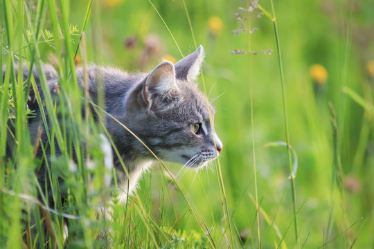cute striped cat hunts among the lush green grass on a summer meadow