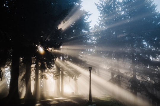 Beautiful light rays shining through fog and trees in a forest
