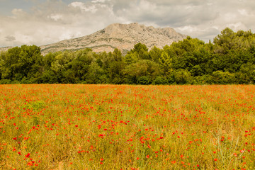 Field of poppies in front of the Sainte-Victoire mountain, near Aix-en-Provence
