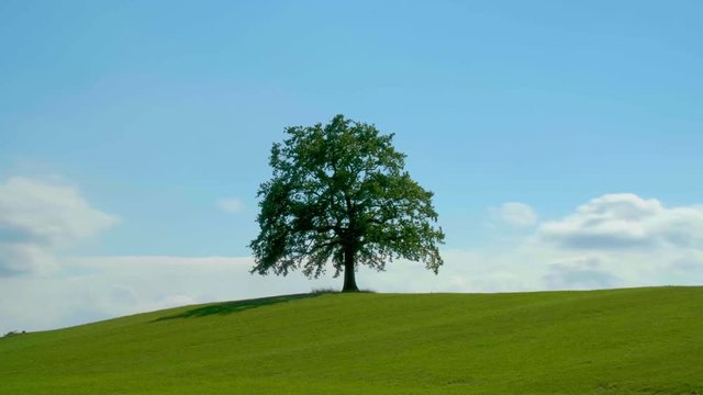Eiche im Sommer
