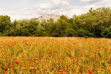 Field of poppies in front of the Sainte-Victoire mountain, near Aix-en-Provence