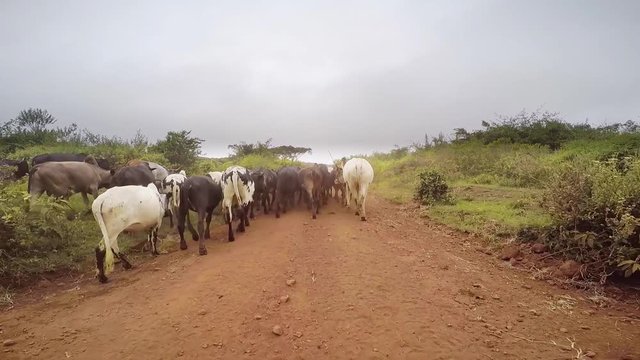 Cattle and Herdsmen