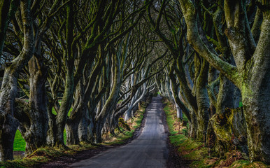    a tree lined road called The Dark Hedges in Northern Ireland