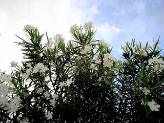 White oleander and cloudy sky