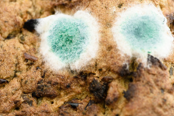 Bluemould penicillin mould growing on a vegetarian hamburger.