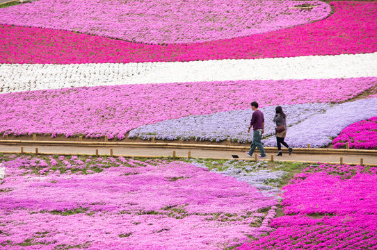 Walk the carpet of Chichibu Hitsujiyama park, ground pink. 秩父市羊山公園・シバザクラのカーペットを歩く