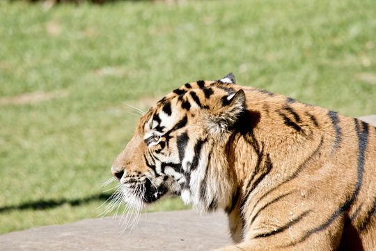 tiger