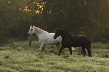 Rappe und Schimmel galoppeiren im Morgenlicht
