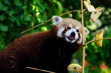 Aluminium Prints Panda Red panda (Ailurus fulgens), walking on a tree