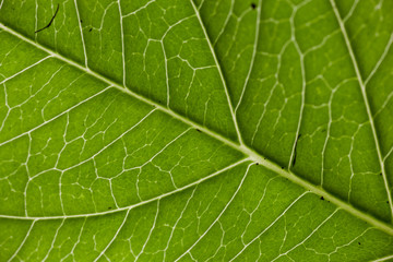 Fototapeta premium Green Leaf