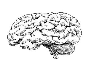Human biology, organs anatomy illustration. engraved hand drawn in old sketch and vintage style. body detailed brain or pericranium.