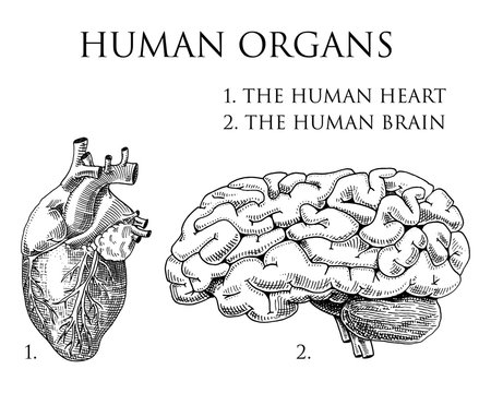 Human biology, organs anatomy illustration. engraved hand drawn in old sketch and vintage style. body detailed brain or pericranium and heart or soul.