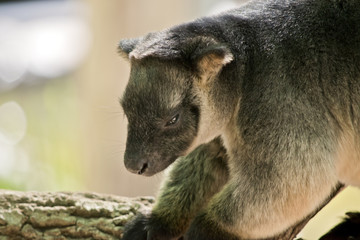 Lumholtz Tree-kangaroo