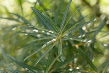 Hippophae rhamnoides
