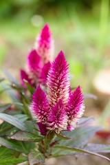 Flower Celosia
