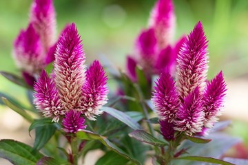 Flower Celosia