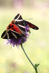 Fototapeta premium Butterfly Euplagia quadripunctaria