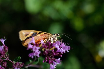 Butterfly Euplagia quadripunctaria