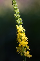 Yellow flower for color background.