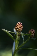 Abstract floer backround.