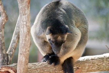 Lumholtz Tree-kangaroo