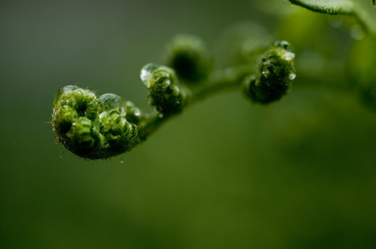 macro shot of water drops on plant