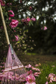 Pink rake underneath a magnolia tree in the front yard of a farmhouse in Oregon