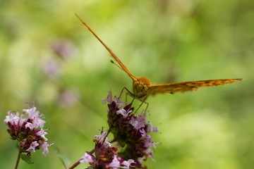 Butterfly on flower.