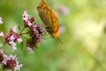 Butterfly on flower.