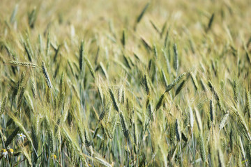 Field of ripening green wheat in late July in summer