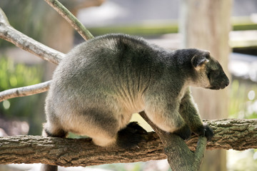 Lumholtz Tree-kangaroo