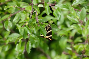 Butterfly on flower.