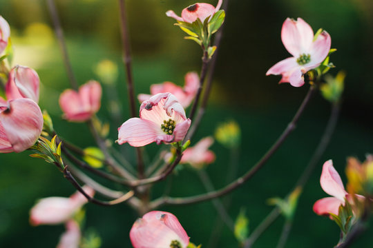 pink dogwood tree