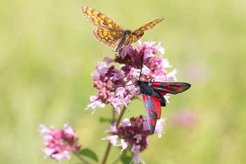 Argynnis paphia