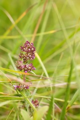 Thymus